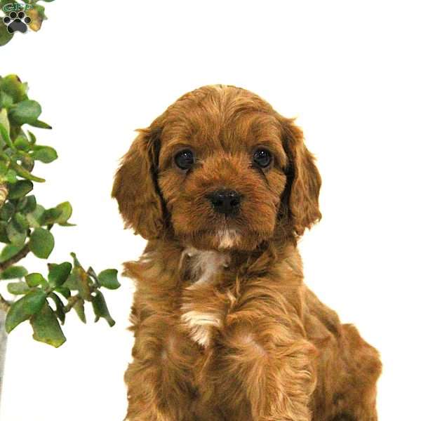 Chase, Cavapoo Puppy